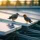 two birds standing on some solar panels